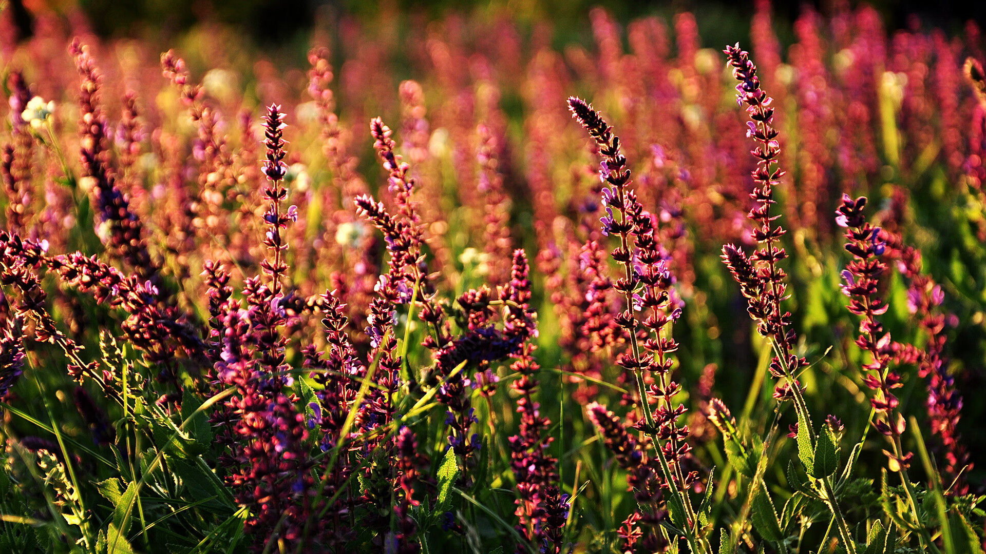 曼城核心球员受伤,成败存亡仍未可知,曼城 受伤