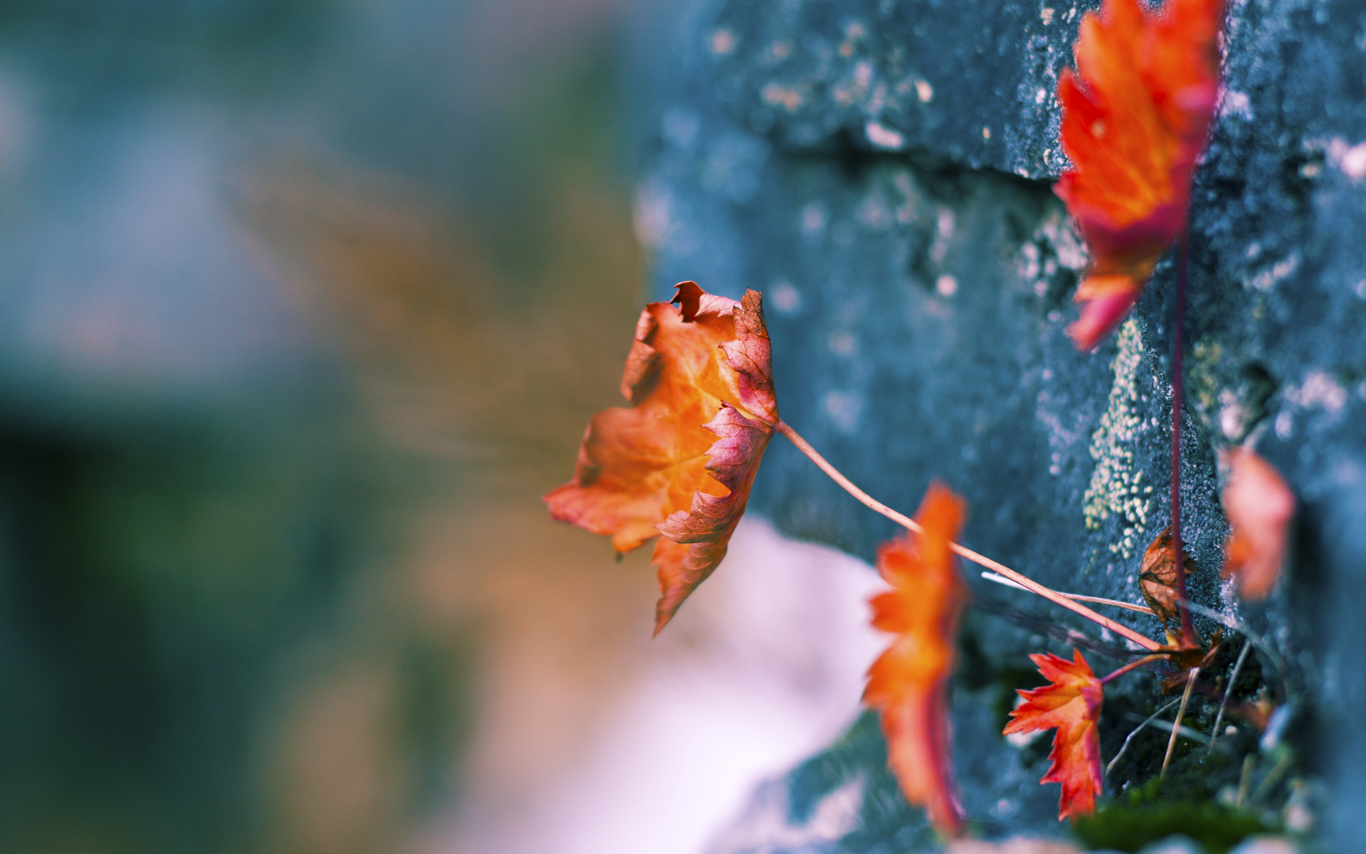 波黑队在欧预赛中状态火热，晋级前景一片光明，波黑vs