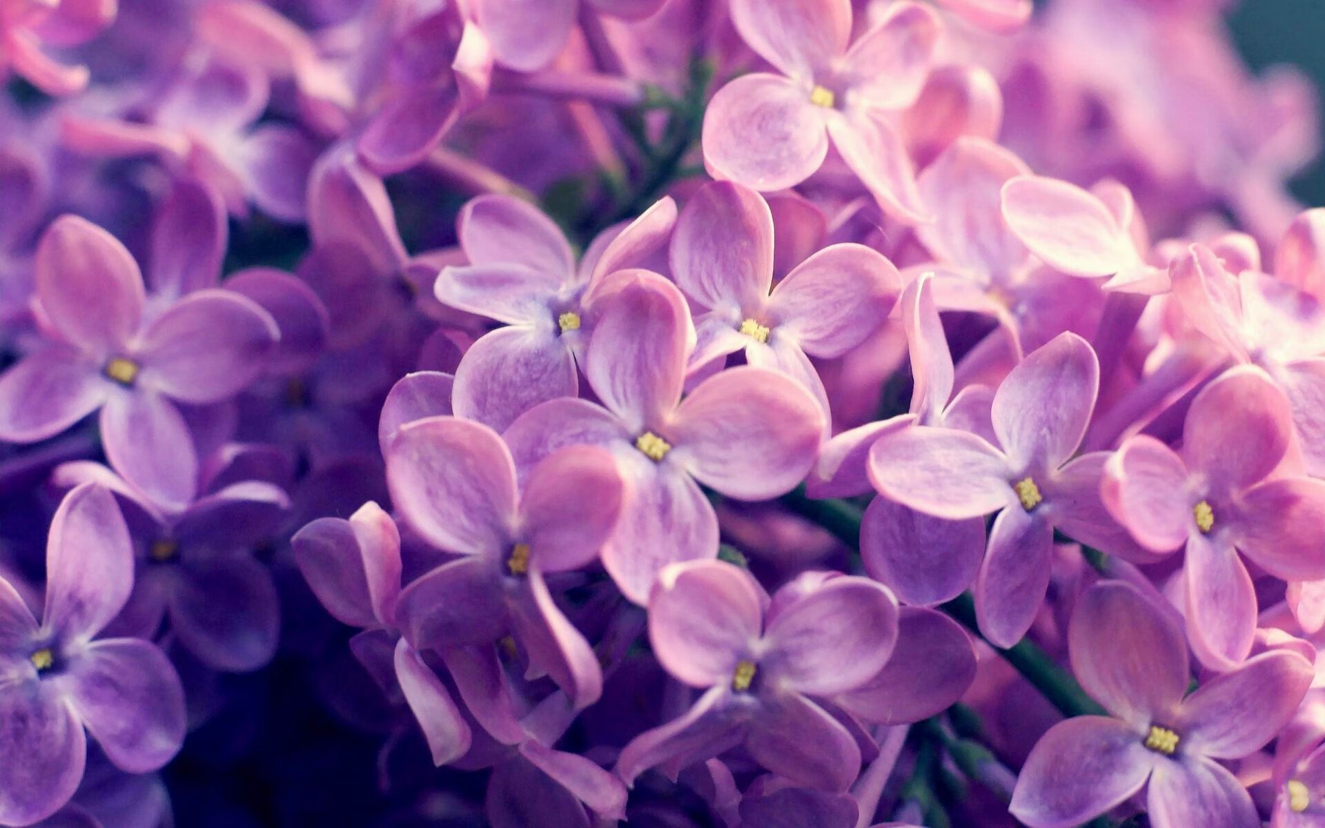 后备实力主要来自国内冠军俱乐部 Staouéli FT，冠军后卫