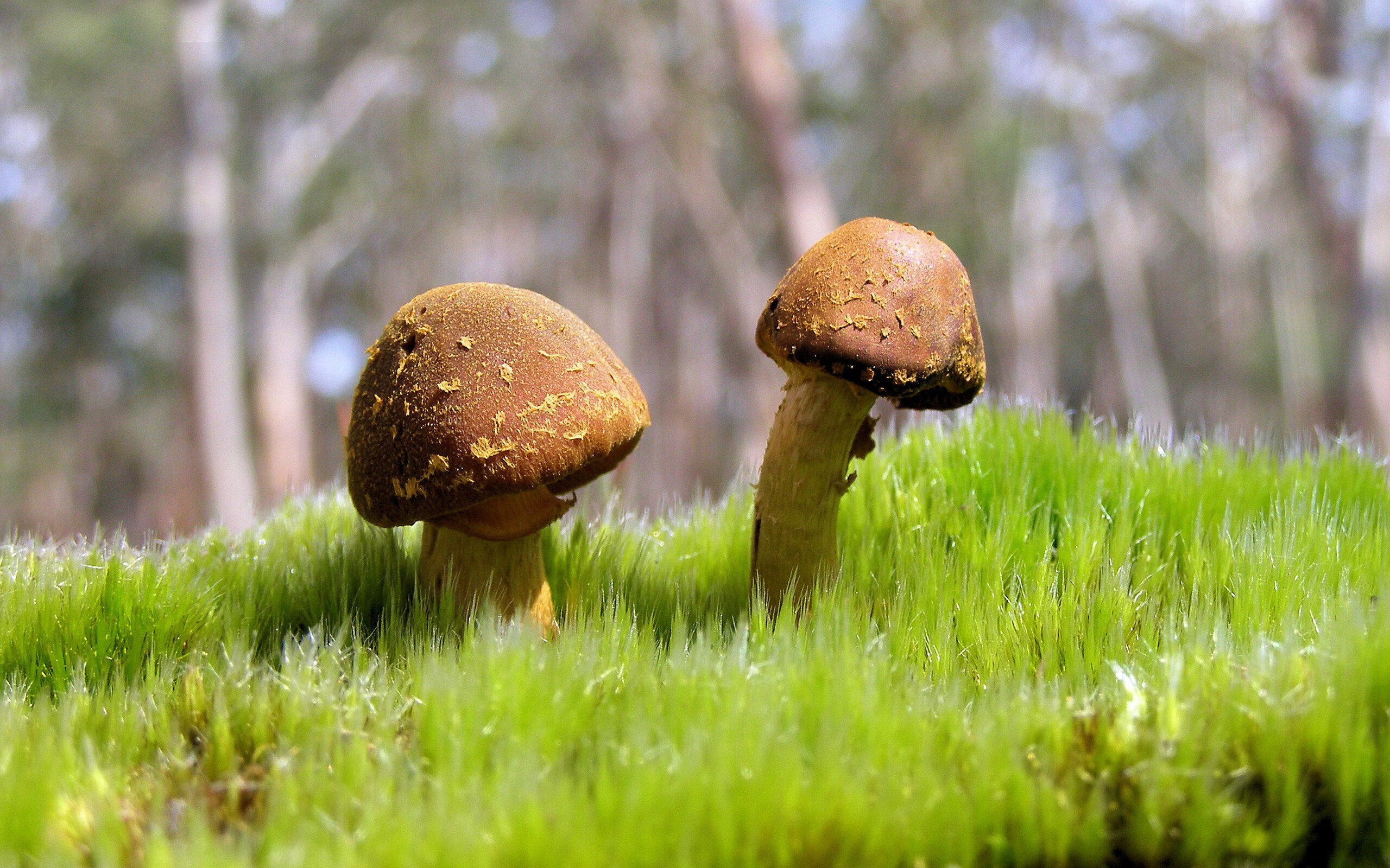 得分爆发瞬间最令人惊艳的比赛,得分最高的得分王